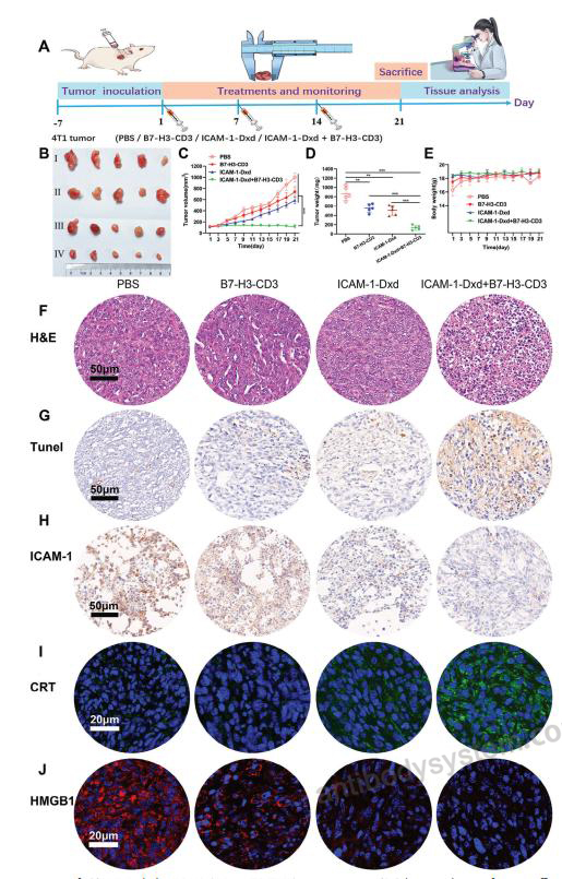 InVivoMAb Anti-Mouse CD276/B7-H3 & CD3E Bispecific Antibody