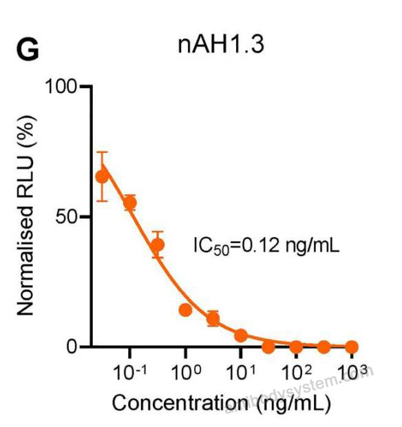 Bioactivity for InVivoMAb Anti-Nipah virus/NiV G protein/Glycoprotein G Antibody (nAH1.3) ?>