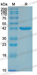 Anti-Lujo virus/LUJV Glycoprotein/GPC Antibody (Fs0336)