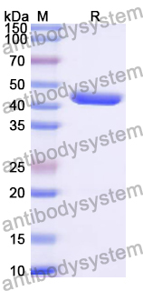 Recombinant Bovine DNASE1 Protein, N-His
