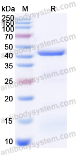 Recombinant Gallus gallus Gal d 2/OVA/Ovalbumin Protein, N-His