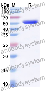 Recombinant Cat PNLIPRP1 Protein, N-His