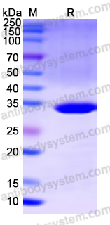 Recombinant HA tag Control Protein (C-terminal)