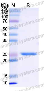 Recombinant Twin-Strep tag Control Protein (C-terminal)