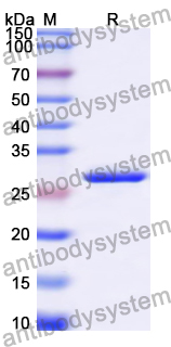 Recombinant Human CD85f/LILRA5 Protein, N-His