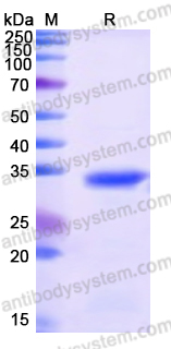 Recombinant Human HAX1 Protein, N-GST & C-His