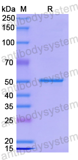 Recombinant Human PSMD11 Protein, N-His