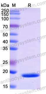 Recombinant Human PGRMC1 Protein, N-His