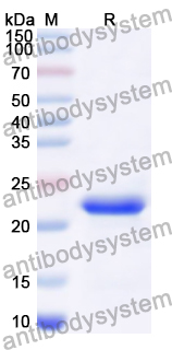 Recombinant Human TAF4 Protein, N-His