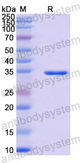 Recombinant Human CLDN5 Protein, N-GST & C-His