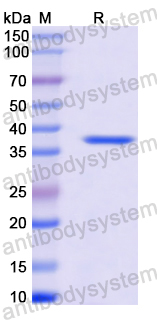 Recombinant Human CACNA1A Protein, N-GST & C-His