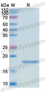Recombinant Human BHLHE40 Protein, N-His