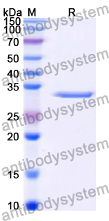 Recombinant Human FCHO1 Protein, N-His