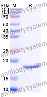Recombinant Human TXNDC9 Protein, N-His