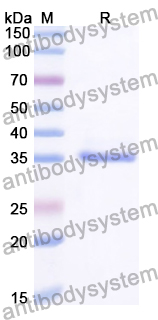 Recombinant Human COPE Protein, N-His
