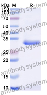 Recombinant Human IMPA2 Protein, N-His
