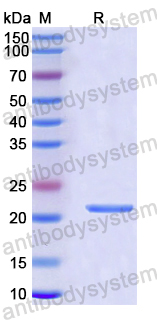 Recombinant Human PRMT5 Protein, N-His