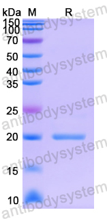 Recombinant Human OVOL1 Protein, N-His