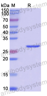 Recombinant Human PSMA7 Protein, N-His