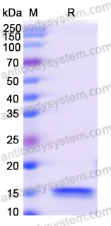 Recombinant Human BACH1 Protein, N-His