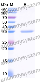 Recombinant Human PPP1R12A Protein, N-His