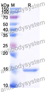 Recombinant Human POLR3G Protein, N-His