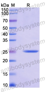 Recombinant Human STX7 Protein, N-His