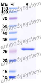 Recombinant Human ABCC5 Protein, N-His