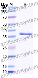 Recombinant Human GSC2 Protein, N-GST & C-His