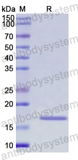 Recombinant Human FABP7 Protein, N-His