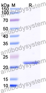 Recombinant Human PLXNB1 Protein, N-His