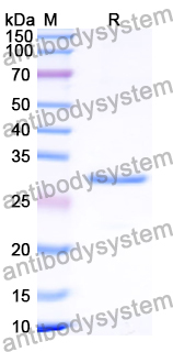 Recombinant Human SEPTIN4 Protein, N-His