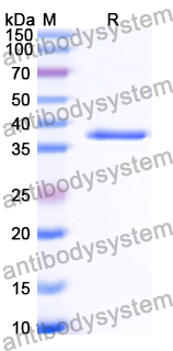 Recombinant Human RBFOX2 Protein, N-GST & C-His