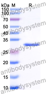 Recombinant Human MAP3K13 Protein, N-His