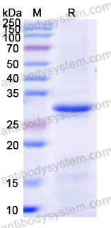 Recombinant Human MAP3K7 Protein, N-His