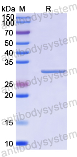 Recombinant Human TXNL1 Protein, N-His