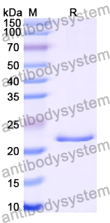 Recombinant Human BCL2L11 Protein, N-His-SUMO