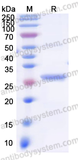 Recombinant Human FOXO3 Protein, N-His-KSI