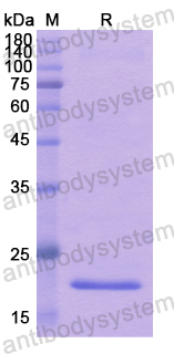 Recombinant Human CD258/TNFSF14/LIGHT Protein, N-His