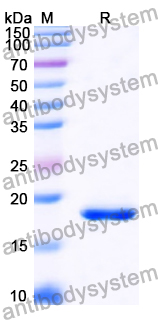 SDS-PAGE for Recombinant Human RNF13 Protein, N-His ?>