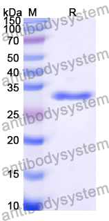 SDS-PAGE for Recombinant Human SYT7 Protein, N-His ?>
