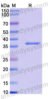 Recombinant Human GET3 Protein, N-His