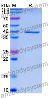 Recombinant Human BUB3 Protein, N-His