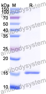SDS-PAGE for Recombinant Human ENSA Protein, N-His ?>