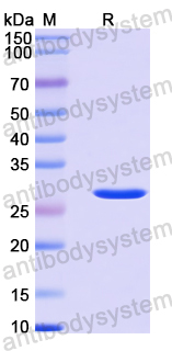 Recombinant Human ANGPTL7 Protein, N-His