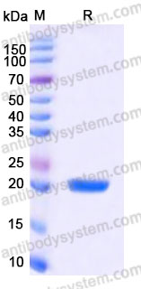 Recombinant Human FGF17 Protein, Tag free