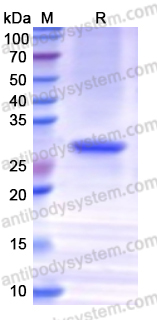 Recombinant Human MGRN1 Protein, N-His
