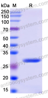 Recombinant Human PHLPP1 Protein, N-His