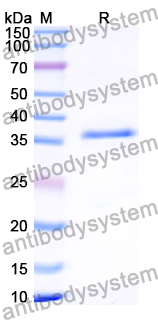 SDS-PAGE for Recombinant Human CACNG3 Protein, N-GST & C-His ?>