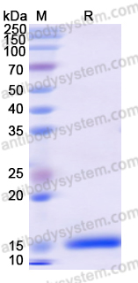 Recombinant Human HBP1 Protein, N-His